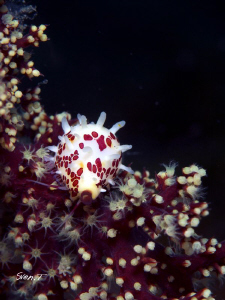 Beautiful cowrie.. by Sven Tramaux 